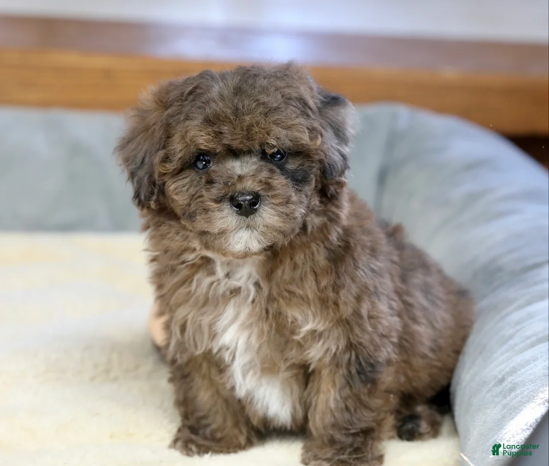 Miniature Poodle dogs for sale: Huxlee - Ad 9