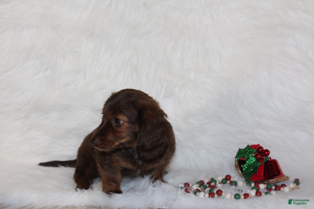 Miniature Dachshund dogs for sale: Holly - Ad 6