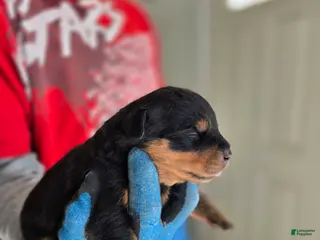 Rottweiler dogs for sale: Rottweiler Puppy 1 - Ad 1