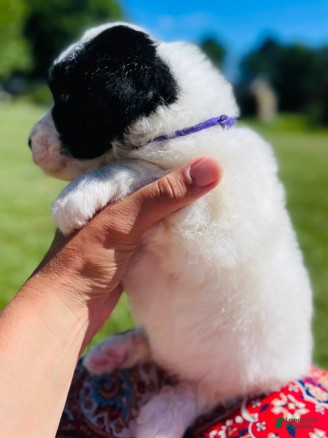 Sheepadoodle dogs for sale: Cookie  - Ad 2