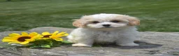 Cavachon dogs for sale: Micah (Tiny) - Ad 2