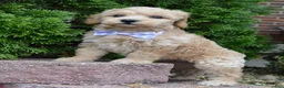 Mini Goldendoodle dogs for sale: Mini Ginger - Ad 20
