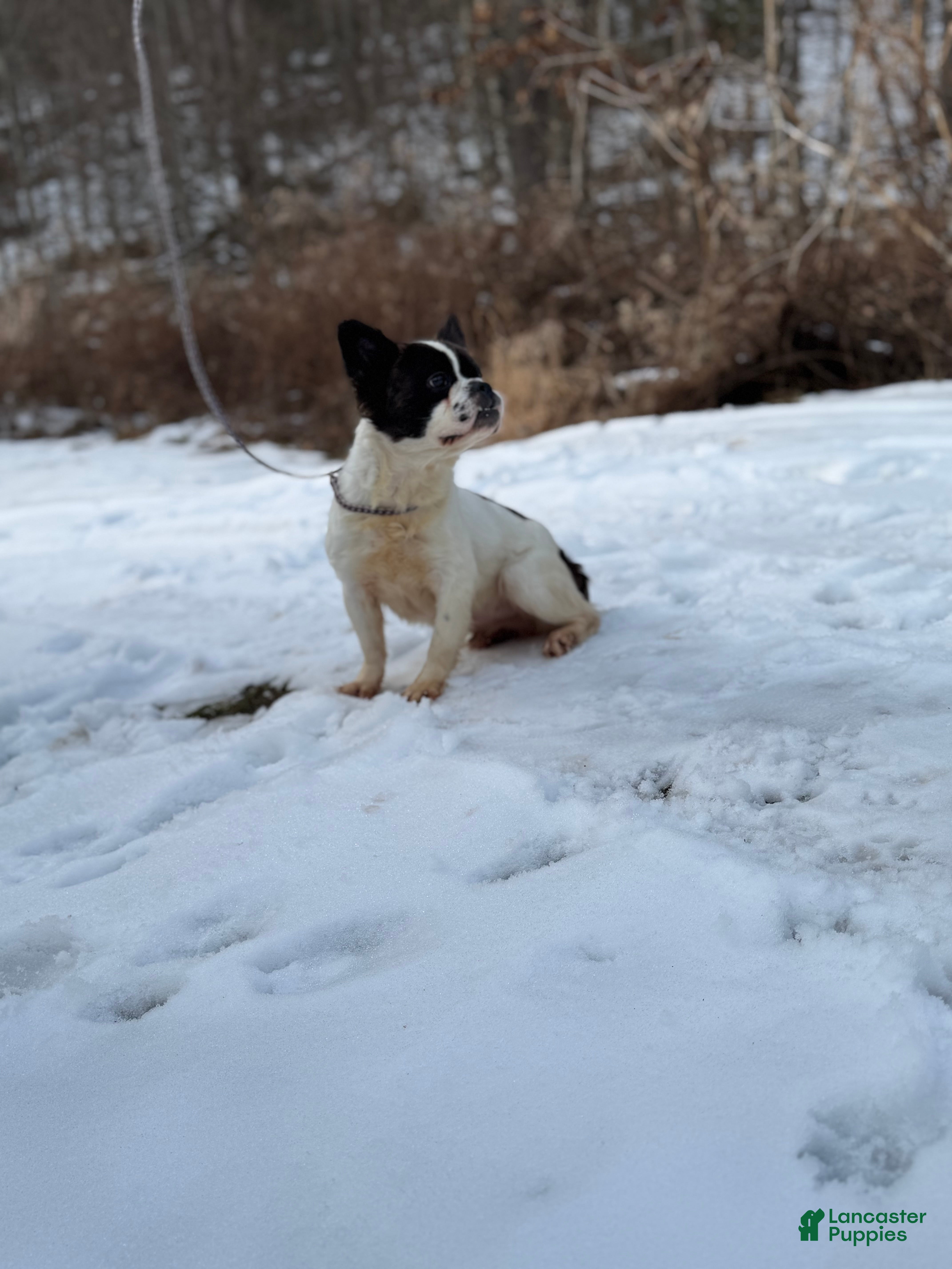 French Bulldog dogs Rachel - Ad 1