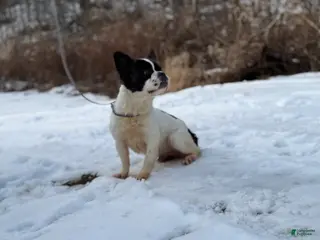 French Bulldog dogs Rachel - Ad 42