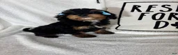 Bernedoodle dogs for sale: Mira - Ad 3