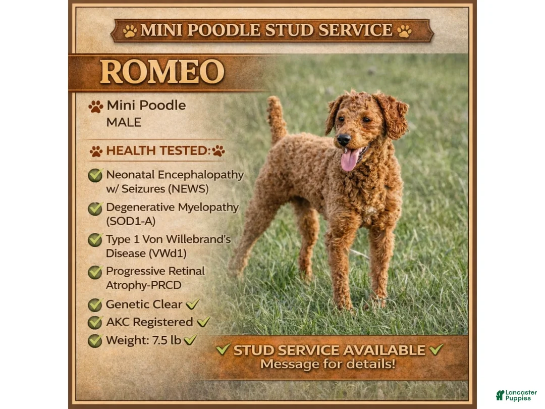 Miniature Poodle dogs for stud: Romeo - Ad 1