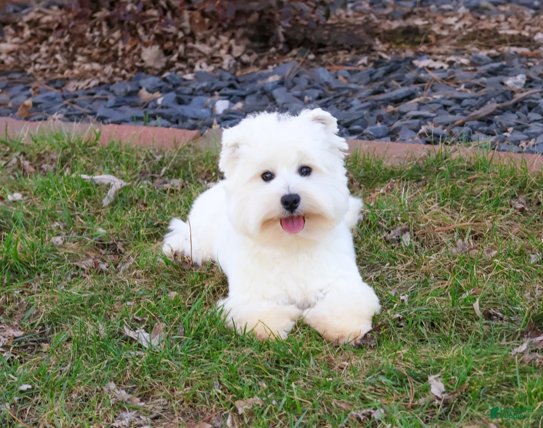 West Highland Terrier dogs for sale: Wren - Ad 2