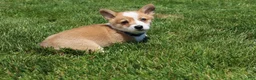 Welsh Corgi Pembroke dogs for sale: Ace - Ad 11
