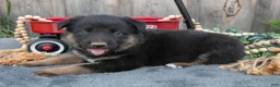 Mixed Breed dogs for sale: Geo - Ad 2