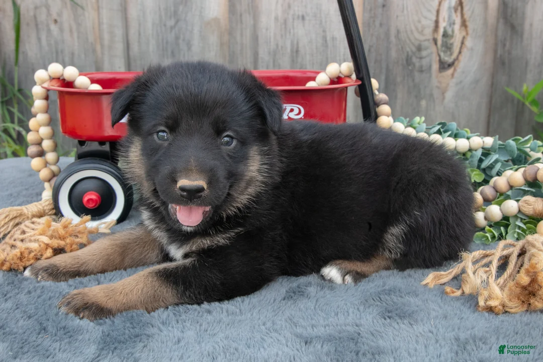 Mixed Breed dogs for sale: Geo - Ad 2