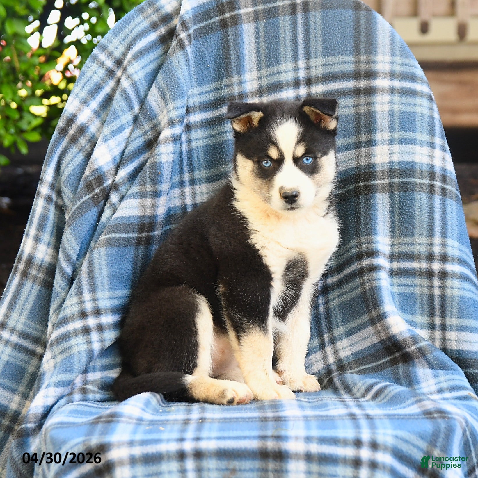 Pomsky dogs for sale: Taiga - Ad 3
