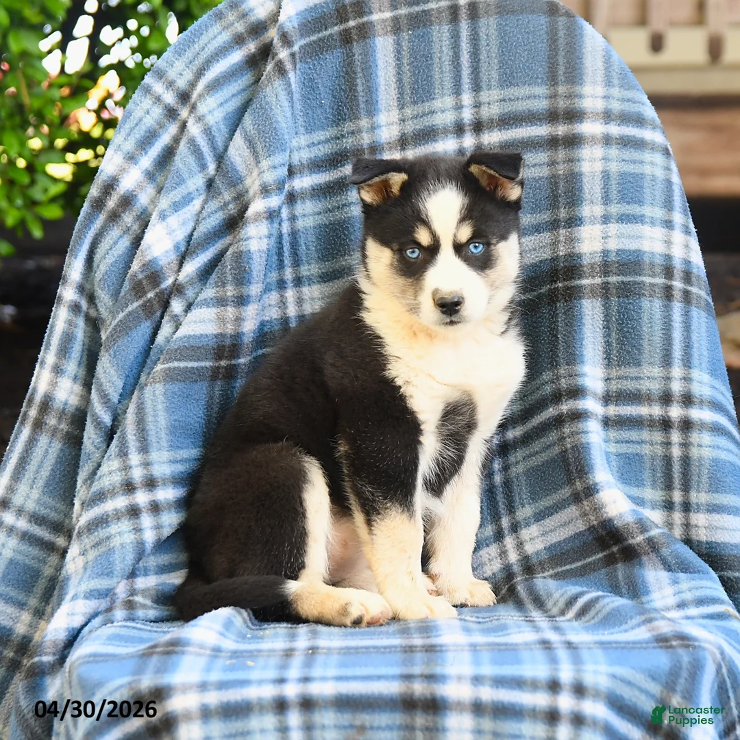 Pomsky dogs for sale: Taiga - Ad 1