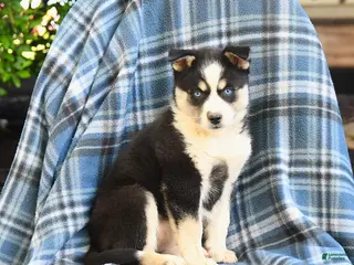 Pomsky dogs for sale: Taiga - Ad 3
