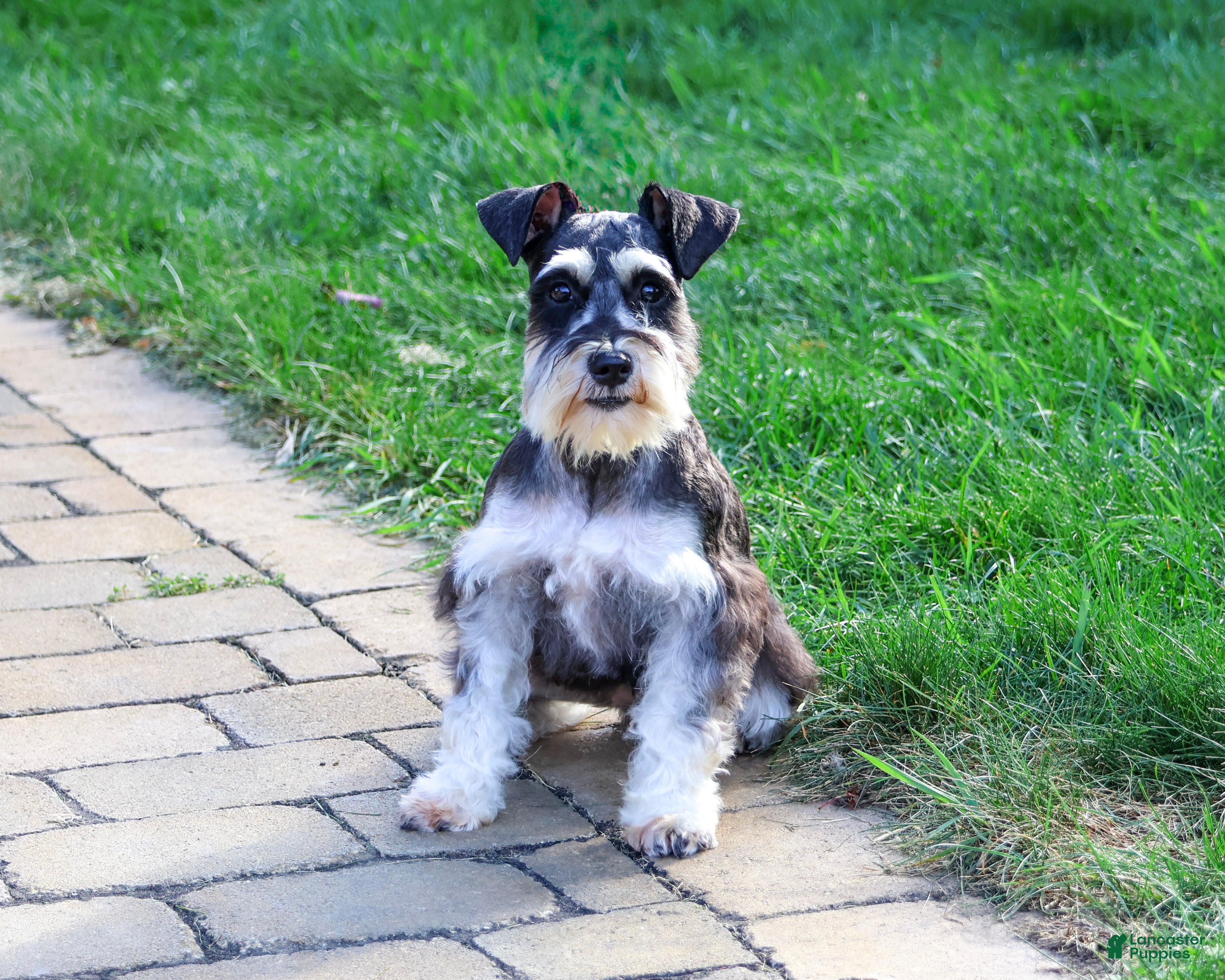 Miniature Schnauzer dogs Polly - Ad 2