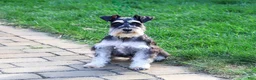 Miniature Schnauzer dogs for sale: Polly - Ad 2
