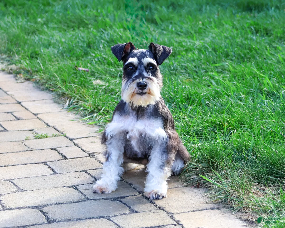 Miniature Schnauzer dogs for sale: Polly - Ad 2