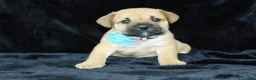 Mixed Breed dogs for sale: Roscoe - Ad 11