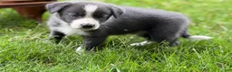 Border Collie dogs for sale: Blue short hair - Ad 4