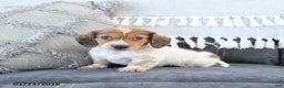Miniature Dachshund dogs for sale: Leo - Ad 3