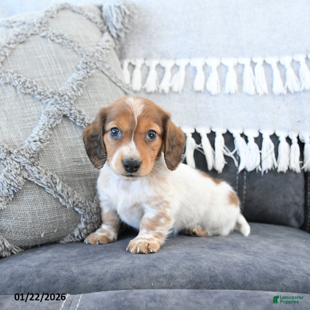 Miniature Dachshund dogs for sale: Leo - Ad 3