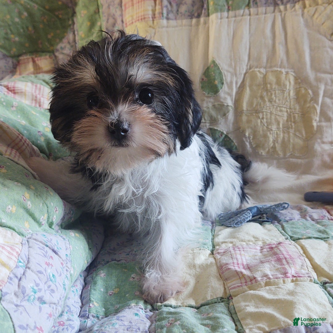 Yorkiepoo dogs for sale: Little Lugnut  - Ad 7