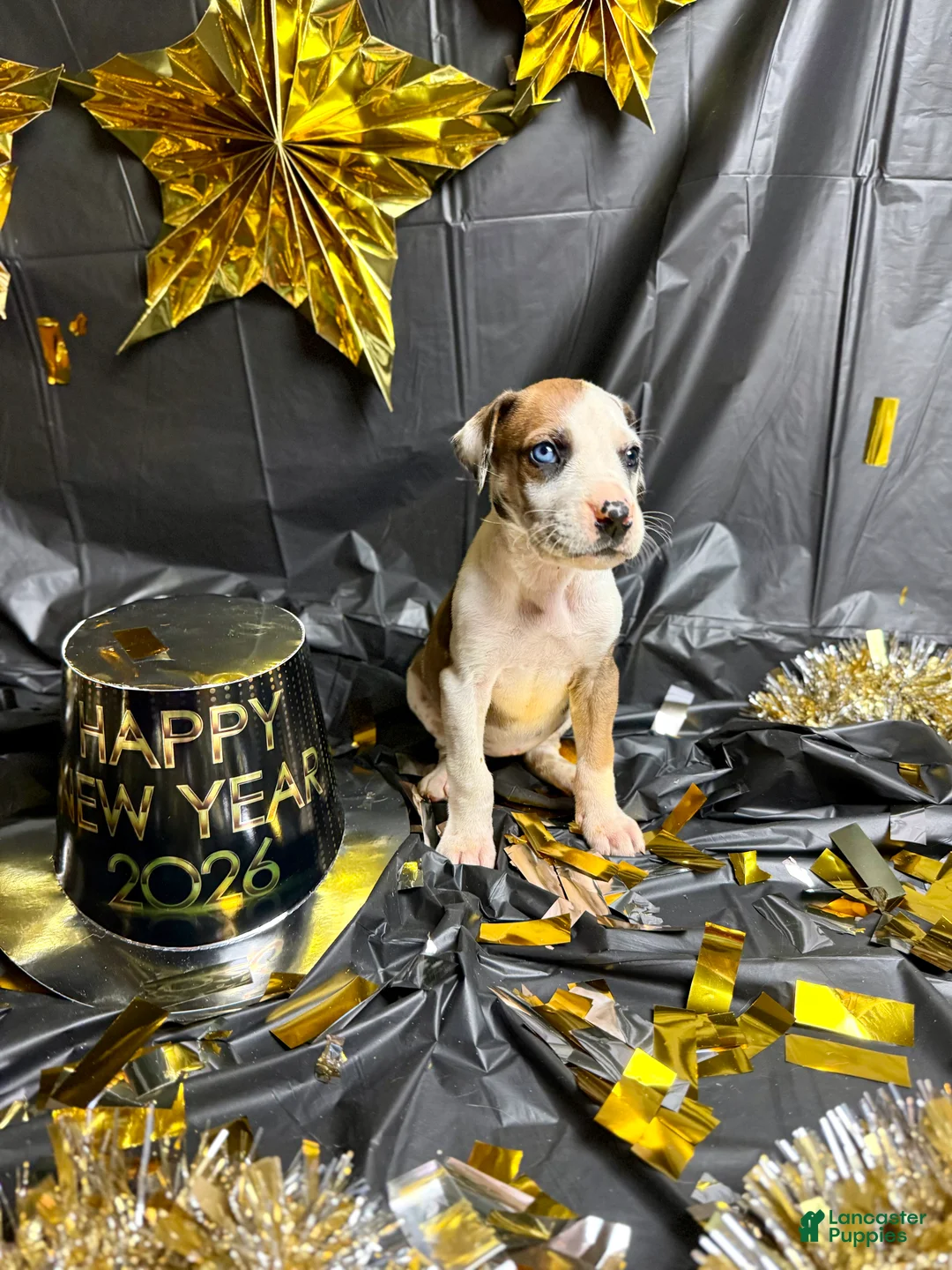 Great Dane dogs for sale: Fawnquin (Heavy Euro) - Ad 9