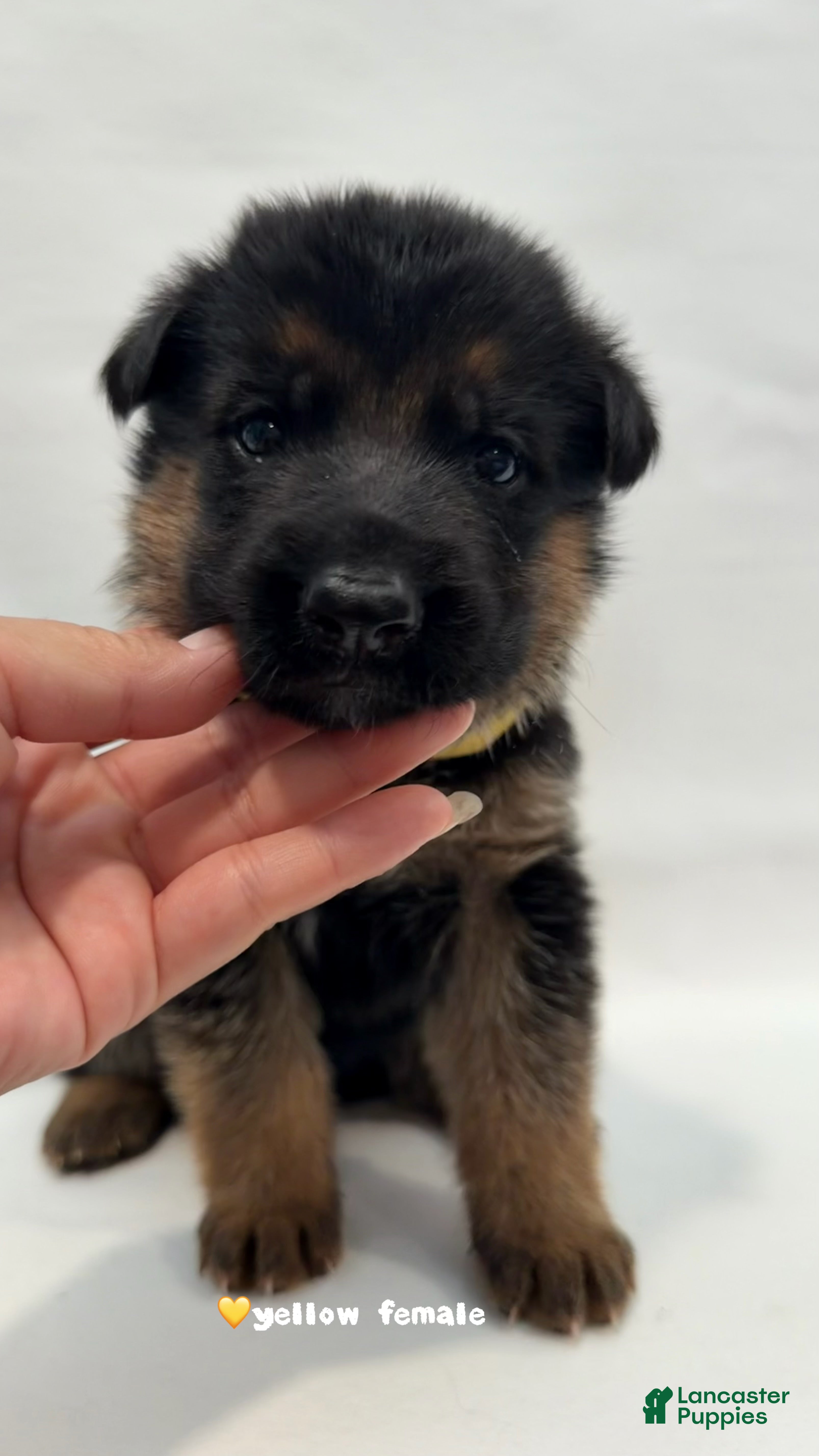 German Shepherd dogs yellow - Ad 31