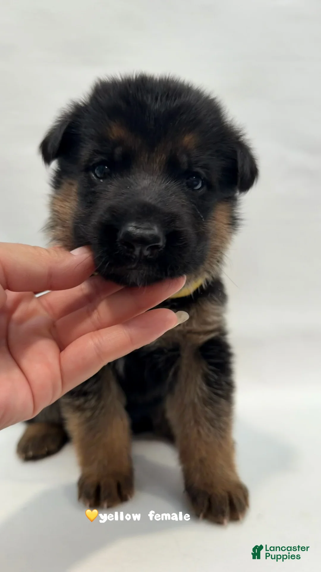 German Shepherd dogs for sale: yellow - Ad 1