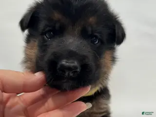 German Shepherd dogs yellow - Ad 31
