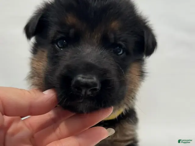 German Shepherd dogs for sale: yellow - Ad 37