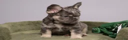 French Bulldog dogs for sale: MANGO - Ad 6