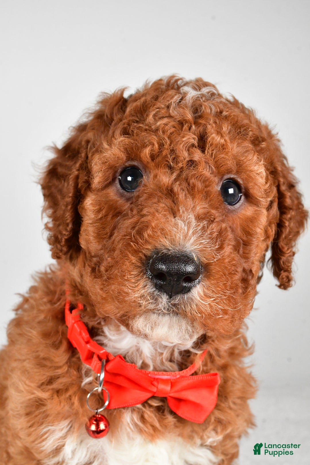 Cavapoo dogs for sale: Tristan  - Ad 9