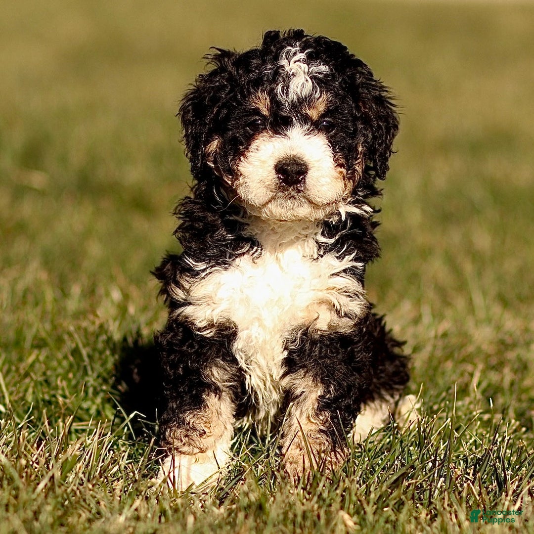Mini Bernedoodle dogs for sale: Hazel - Ad 2
