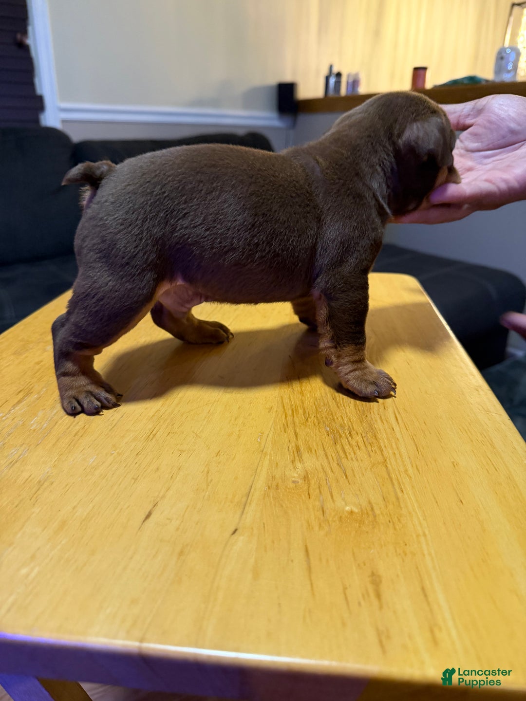 English Bulldog dogs for sale: Khal Drogo - Ad 7