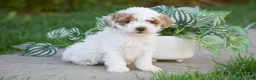 Miniature Poodle dogs for sale: Gemma - Ad 3