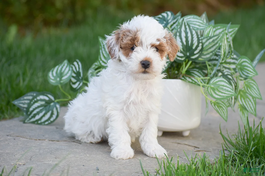 Miniature Poodle dogs for sale: Gemma - Ad 3