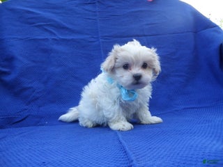 Maltipoo dogs Oscar - Ad 16
