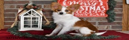 Papillon dogs for sale: Shadow - Ad 3
