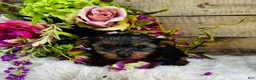 Yorkshire Terrier dogs for sale: Madeleine   - Ad 8