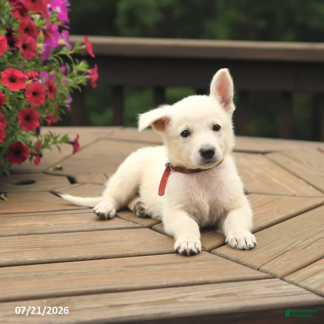 German Shepherd dogs for sale: Misty - Ad 3