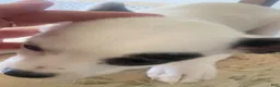 Mixed Breed dogs for sale: Mixed Breed 2 - Ad 4