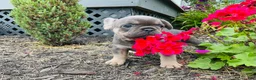 French Bulldog dogs for sale: Lacey - Ad 11