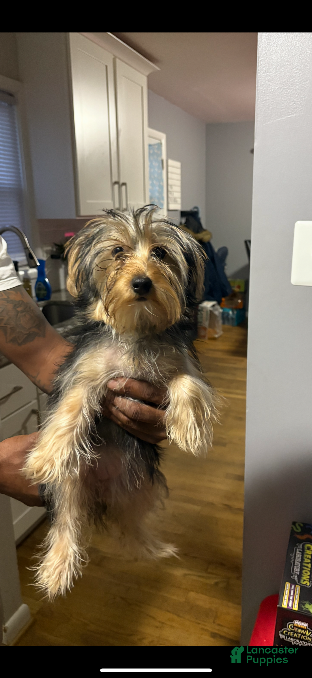 Yorkshire Terrier dogs for sale: Yorkshire Terrier Puppy 1 - Ad 2