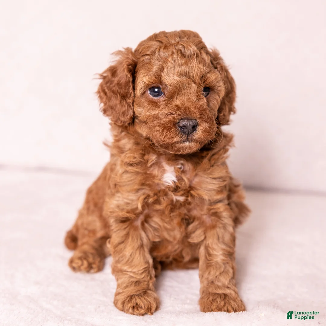 Miniature Poodle dogs for sale: Euphoria  - Ad 1