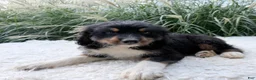 Bernedoodle dogs for sale: Cosmo - Ad 6