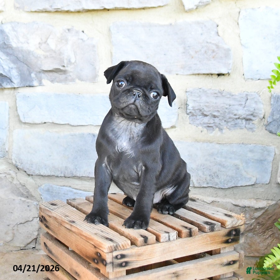 Pug dogs Blossom - Ad 2