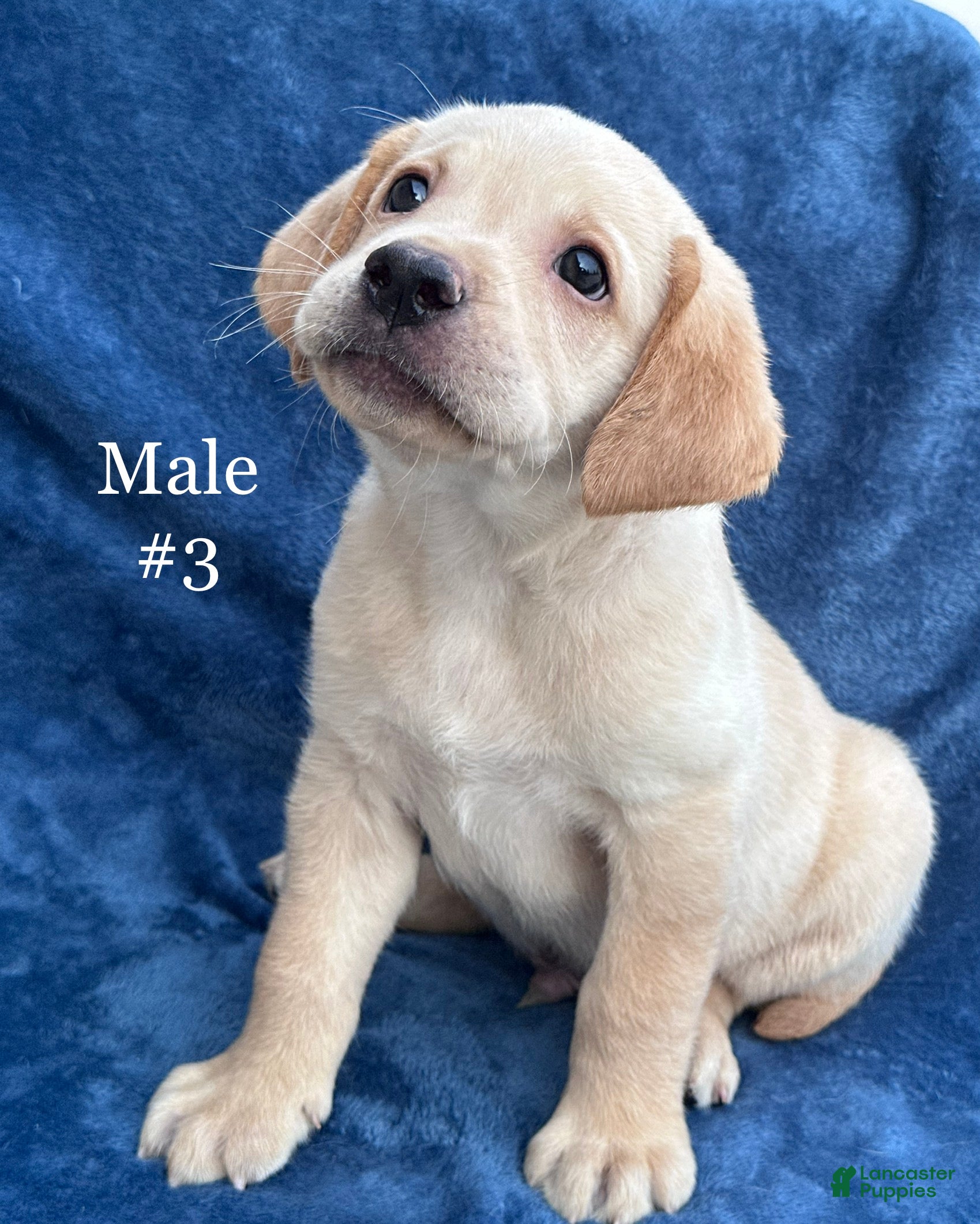 Labrador Retriever dogs Male #3 aka third born - Ad 1