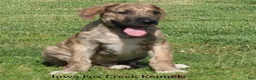 Great Dane dogs for sale: Murphy - Ad 10