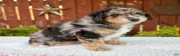 Mini Bernedoodle dogs for sale: Nate - Ad 3