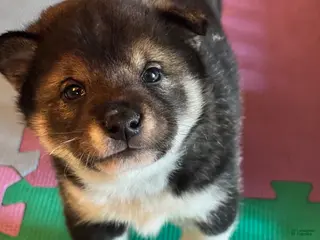 Shiba Inu dogs Shiba Inu Puppy 2 - Ad 7